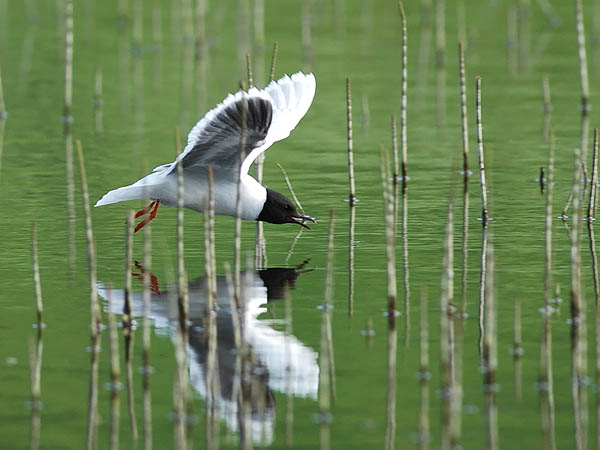 Pikkulokki, Little Gull, Hydrocoloeus minutus